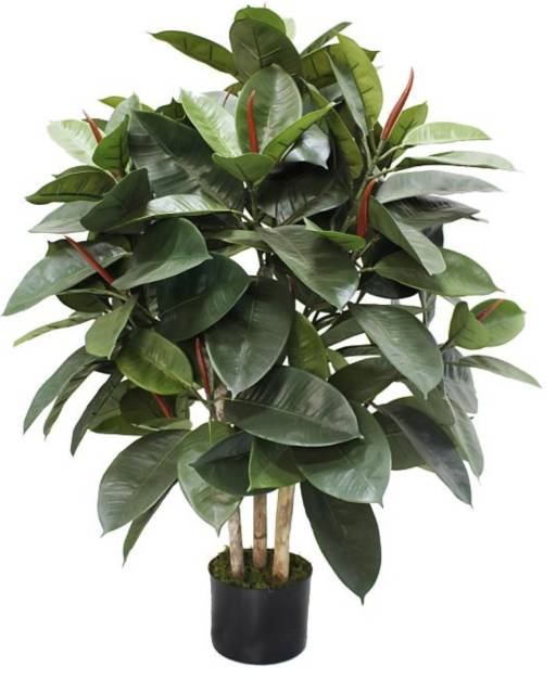 Artificial Ficus Elastica